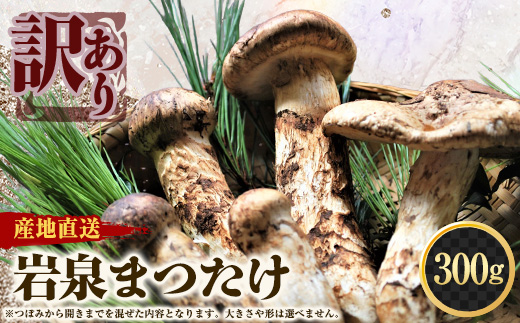 【2026秋発送】【訳アリ】 岩泉まつたけ  300g　家庭用にどうぞ【配送不可地域：離島】【1423709】