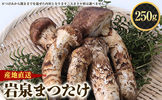 【2026秋発送】≪産地直送≫　岩泉まつたけ 250g【配送不可地域：離島】【1423712】