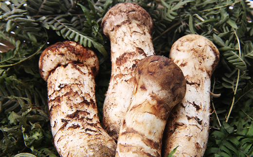 【2026秋発送】【特選】岩泉まつたけ 直送 300g【配送不可地域：離島】【1423393】