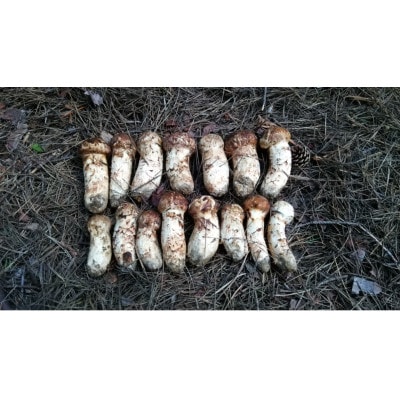 縲2026遘狗匱騾√醍肇蝨ー逶エ騾√蟯ゥ謇狗恁蟯ゥ豕臥伴逕」縲譚セ闌ク縲蟆上サ繧ウ繝ュ 500g縲宣埼∽ク榊庄蝨ー蝓滂シ夐屬蟲カ縲代1632432縲