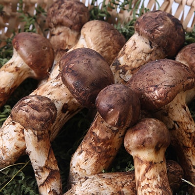 ã2026ç§çºéãâªç£å°çŽéâ«ã岩æ³ãŸã€ãã 1kgãé
éäžå¯å°åïŒé¢å³¶ãã1423716ã