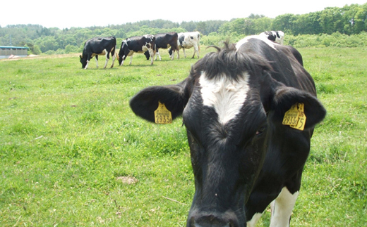 岩泉ヨーグルト3袋セット(加糖1kg×3袋)【配送不可地域：離島】【1245865】