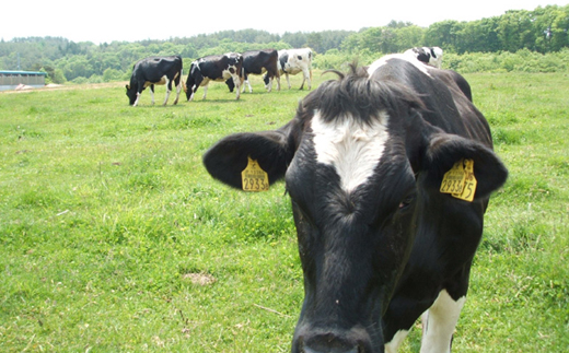 岩泉ヨーグルト2袋セット(加糖1kg×2袋)【配送不可地域：離島】【1245860】