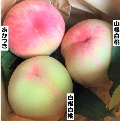 【2026年7月下旬より順次発送】岩手県岩泉町産　桃2品種 食べくらべセット(1.5キロ)【配送不可地域：離島】【1740705】