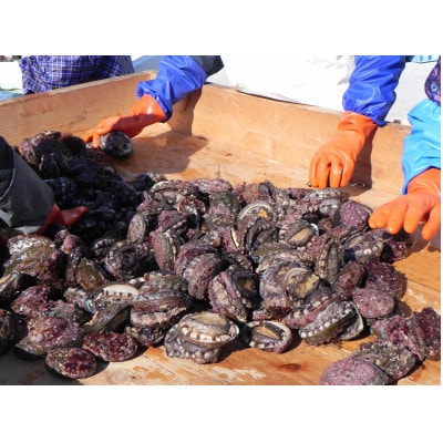 三陸小本浜産冷凍天然あわび　800g(8個入り)【配送不可地域：離島】【1717035】
