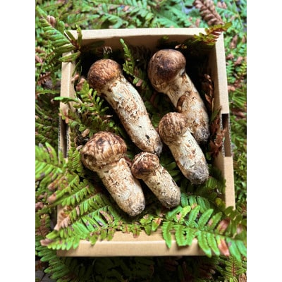 【2026秋発送】産地直送　岩手県岩泉町産まつたけ　お任せつぼみセット300g【配送不可地域：離島】【1413485】