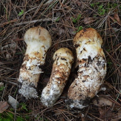 【2026年】秋発送岩泉産朝採り松茸300g【配送不可地域：離島】【1422859】