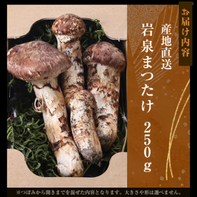 【2026秋発送】≪産地直送≫　岩泉まつたけ 250g【配送不可地域：離島】【1423712】