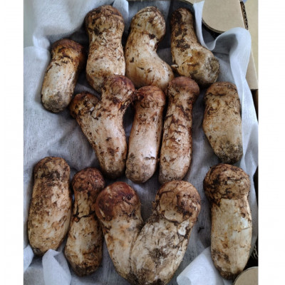 縲2026遘狗匱騾√大イゥ豕峨∪縺、縺溘¢縲繧ウ繝ュ200g縲宣埼∽ク榊庄蝨ー蝓滂シ夐屬蟲カ縲代1518201縲