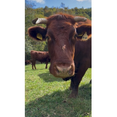 短角牛おまかせ焼肉セット【2〜3人前】【配送不可地域：離島】【1678991】