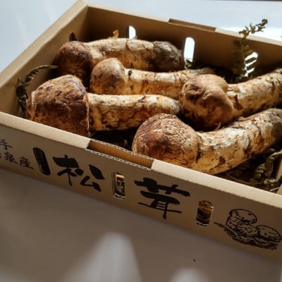 【2026秋発送】産地直送　岩手県岩泉町産まつたけ　お任せつぼみセット1kg【配送不可地域：離島】【1414048】