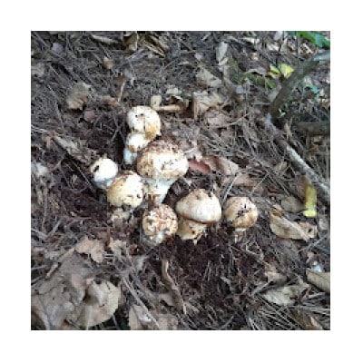 【2026秋発送】産地直送　岩手県岩泉町産まつたけ　お任せつぼみセット500g【配送不可地域：離島】【1414047】