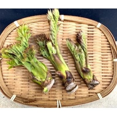 春の山菜　タラの芽(100g×2パック)【配送不可地域：離島】【1707473】