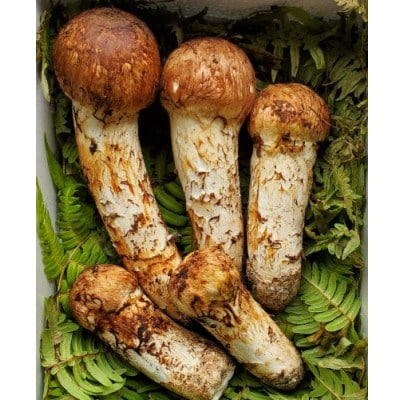 【2026年秋発送】岩手県岩泉産松茸　300g前後(250g〜350g)(詰め合わせ)【配送不可地域：離島】【1415864】