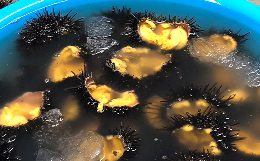 【令和8年7月〜順次発送】岩手県田野畑産 無添加塩水生うに 100g×3パック 産地直送【配送不可地域：離島・沖縄県・九州】【1536901】