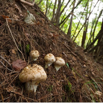 数量限定　岩手県たのはた産　希少天然松茸 約200g【配送不可地域：離島・沖縄県・九州】【1512866】