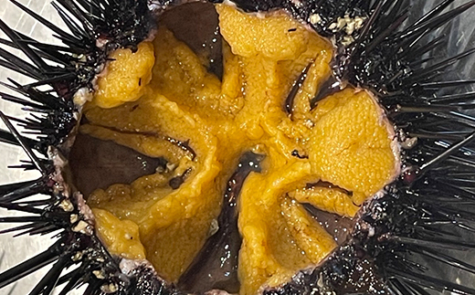 【令和8年7月〜順次発送】岩手県田野畑産 無添加塩水生うに 100g×3パック 産地直送【配送不可地域：離島・沖縄県・九州】【1536901】