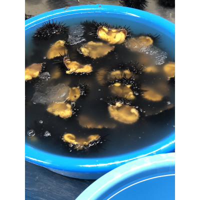 塩にこだわり! 塩うに 1本【配送不可地域：離島】【1546854】