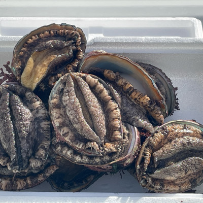 【訳あり】岩手県産活天然アワビ　約500g【配送不可地域：離島・沖縄県・九州】【1513054】