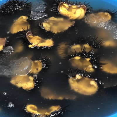 塩にこだわり! 塩うに 3本　【配送不可地域：離島】【1546863】