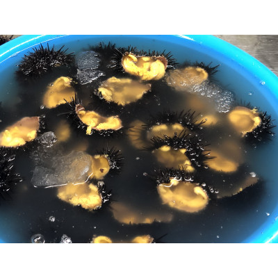 塩にこだわり! 塩うに 2本【配送不可地域：離島】【1546855】