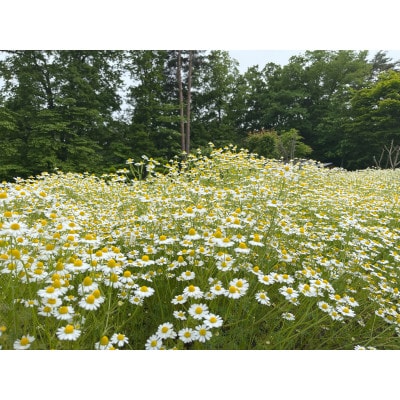 è¯èæ(KAMITSUREN)ã«ã¢ããŒã«ãšãã¹100%è¬çšå
¥æµŽå€ 300ml(å»è¬éšå€å)ã1723703ã