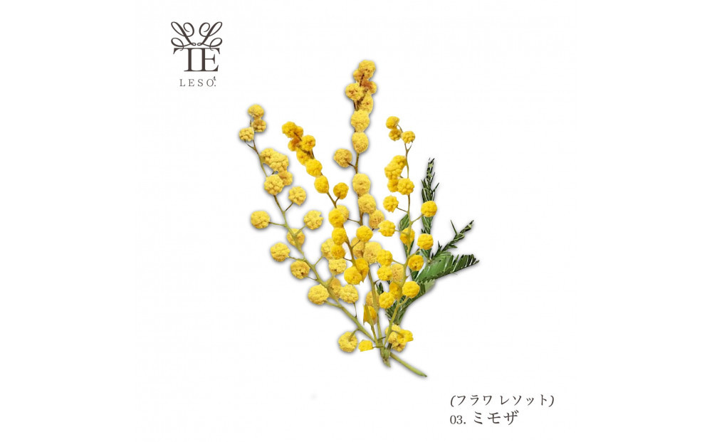 æ¬ç©ã®è±ã®éŠã ãªãŒãã»ãã£ãã¥ãŒã¶ãŒããã¢ã¶ã