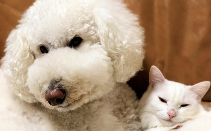 動物が幸せに暮らせるまちづくり