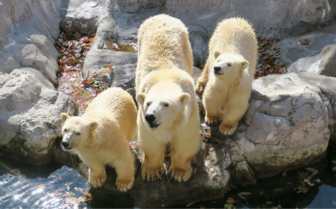 八木山動物公園オフィシャルサポーター