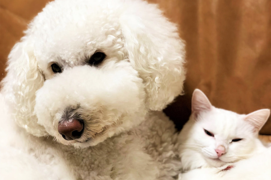 動物愛護の推進