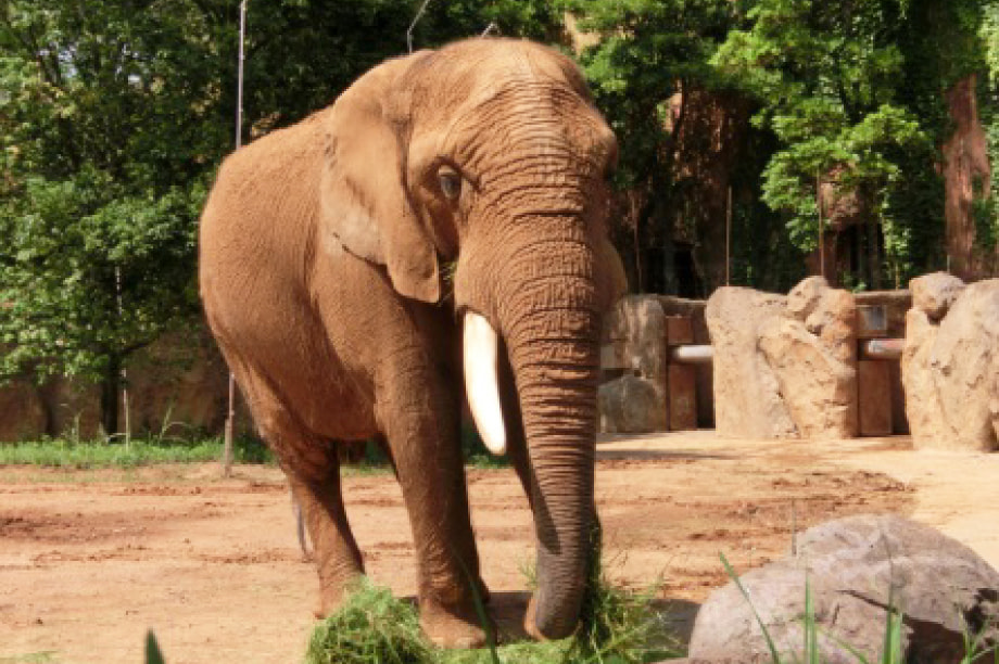 八木山動物公園オフィシャルサポーター