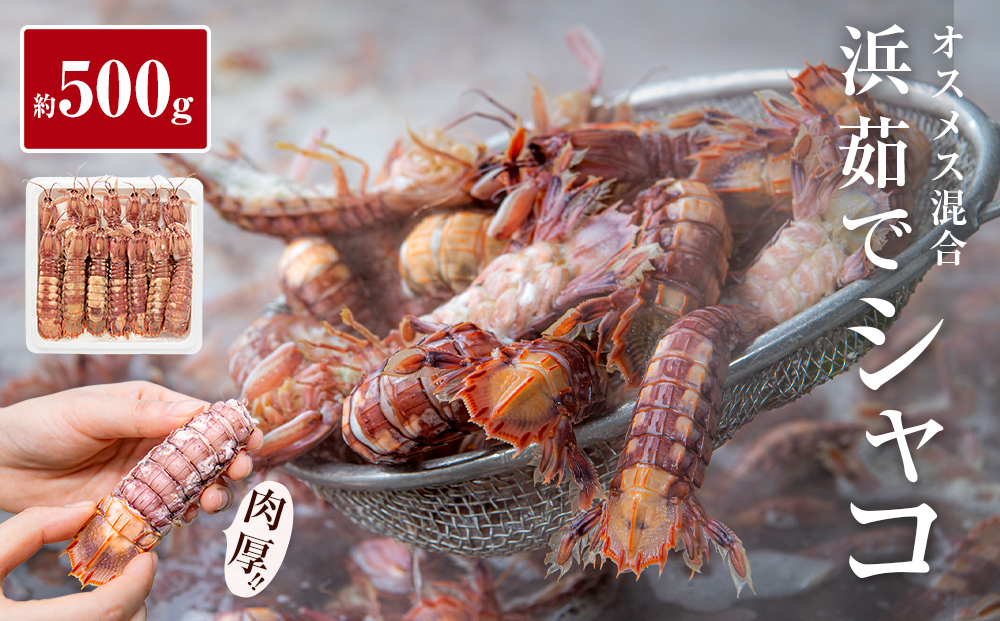 ïŒå
è¡äºçŽïŒ2026幎5æä»¥éé æ¬¡çºéïŒ å£ç¯éå® å®®åçç£ æµè¹ã§ ã·ã£ã³ãšã 500gïŒãªã¹ã¡ã¹æ··åïŒæ°ééå® å·èµ ç£å°çŽé æ®»ä»ã åæã¡ ã¬ãµãšã ã·ã£ãã ã·ã£ã¯ ããããã³ å®®åç ç³å·»åž ããã èå ãã³ãããŒãºã³ æ°é®® èŠè ãã€ã«ã·ã£ã³