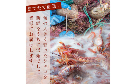 ïŒå
è¡äºçŽïŒ2026幎5æä»¥éé æ¬¡çºéïŒ å£ç¯éå® å®®åçç£ æµè¹ã§ ã·ã£ã³ãšã 500gïŒãªã¹ã¡ã¹æ··åïŒæ°ééå® å·èµ ç£å°çŽé æ®»ä»ã åæã¡ ã¬ãµãšã ã·ã£ãã ã·ã£ã¯ ããããã³ å®®åç ç³å·»åž ããã èå ãã³ãããŒãºã³ æ°é®® èŠè ãã€ã«ã·ã£ã³