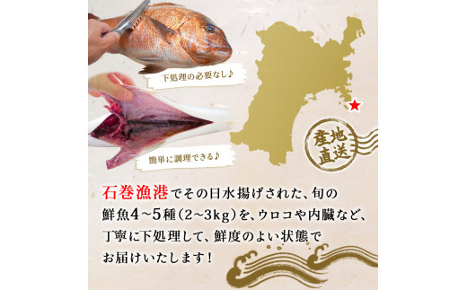 鮮魚 詰め合わせ 2～3kg（4～5種）下処理済み 漁師直送! 宮城県産 鮮魚 内臓処理済 お楽しみ 鮮魚ボックス 詰め合わせ 魚 食べ比べ お魚 とれたて 美味しい 新鮮 海鮮 魚介 刺身 焼き魚 煮付け フライ レシピ付 簡単調理 宮城県 石巻市 山神丸 送料無料