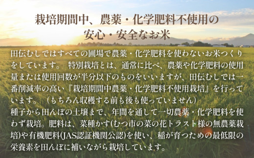 令和6年産 特別栽培米 ササニシキ 玄米 5kg