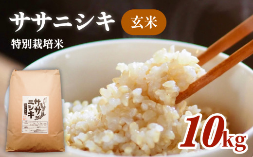 令和6年産 特別栽培米 ササニシキ 玄米 10kg