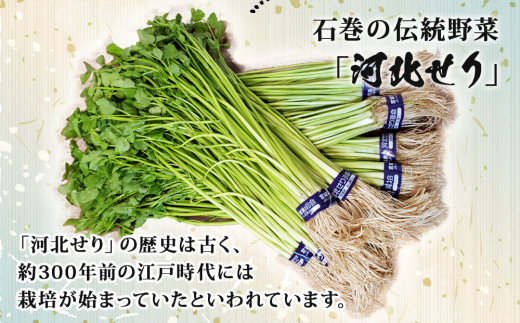 【11月7日発送】せり鍋 セット 4-5人前　せり 長ねぎ パックご飯 スープ 鶏肉 セリ セリ鍋 河北せり 野菜 鍋