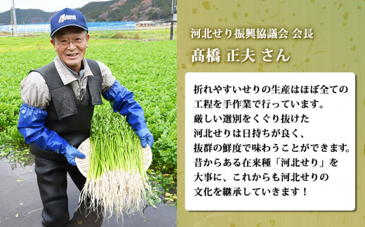 【11月7日発送】せり鍋 セット 4-5人前　せり 長ねぎ パックご飯 スープ 鶏肉 セリ セリ鍋 河北せり 野菜 鍋