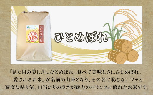 【定期便2回・毎月発送】宮城県いしのまき産米 10kg×2回 ひとめぼれ（精米）