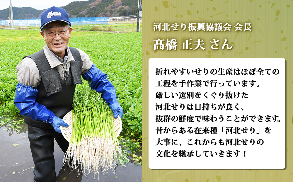 【12月12日発送】せり鍋 セット 2-3人前 せり 長ねぎ パックご飯 スープ 鶏肉 セリ セリ鍋 河北せり 野菜 鍋