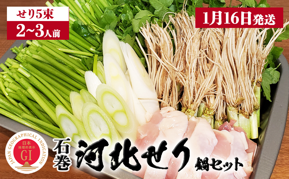 【1月16日発送】せり鍋 セット 2-3人前 せり 長ねぎ パックご飯 スープ 鶏肉 セリ セリ鍋 河北せり 野菜 鍋