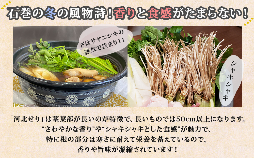 【12月12日発送】せり鍋 セット 4-5人前 せり 長ねぎ パックご飯 スープ 鶏肉 セリ セリ鍋 河北せり 野菜 鍋