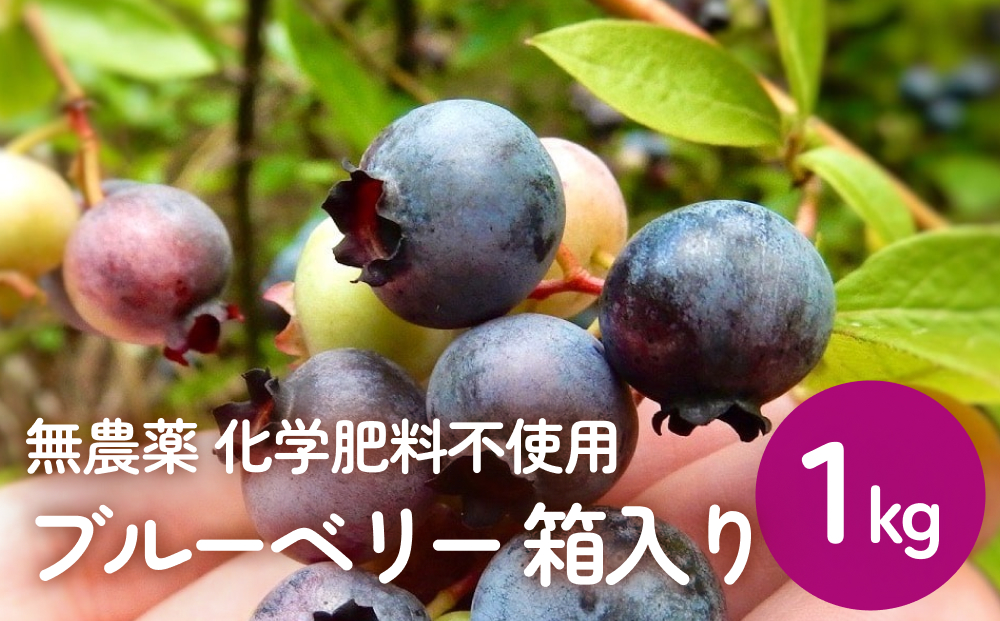 ＜ 先行予約 ＞ ブルーベリー ( 1kg ) 箱入り 生 無農薬 化学肥料不使用 摘みたて 冷蔵 大粒 濃厚 フルーツ 果物