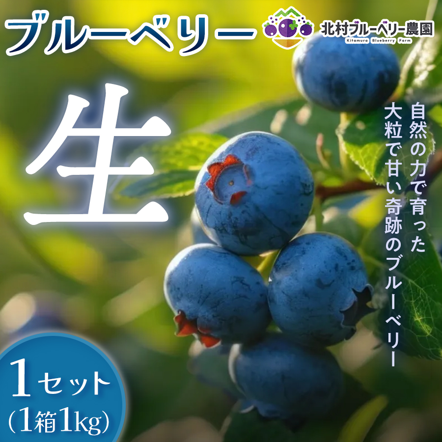 ＜ 先行予約 ＞ ブルーベリー ( 1kg ) 箱入り 生 無農薬 化学肥料不使用 摘みたて 冷蔵 大粒 濃厚 フルーツ 果物