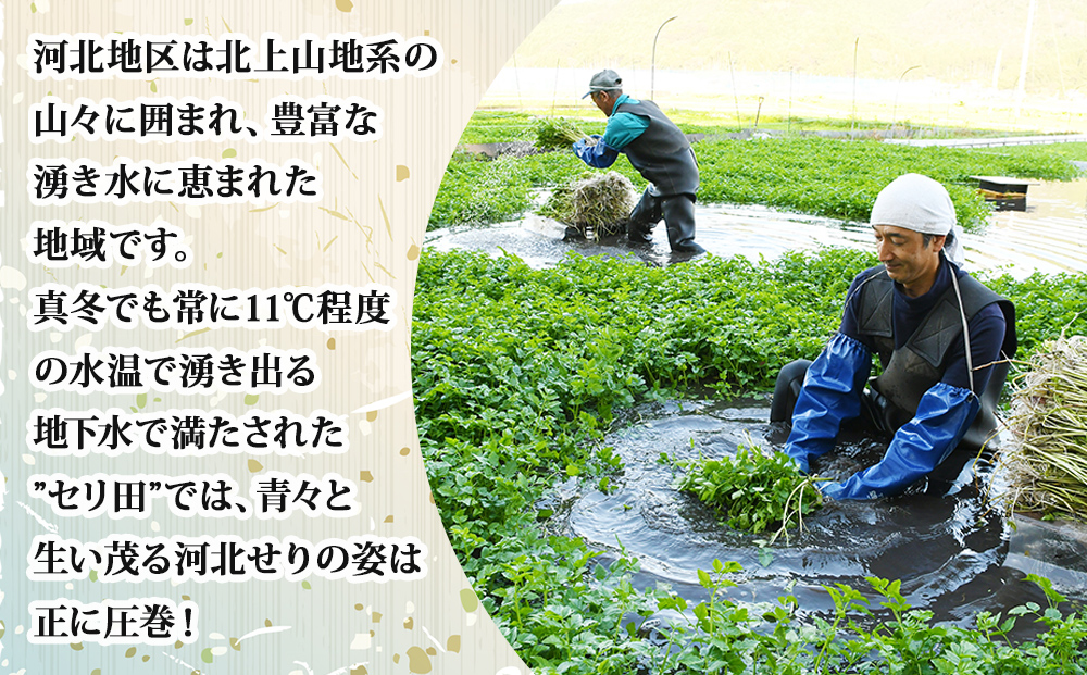 【12月6日発送】せり鍋 セット 4-5人前　せり 長ねぎ パックご飯 スープ 鶏肉 セリ セリ鍋 河北せり 野菜 鍋