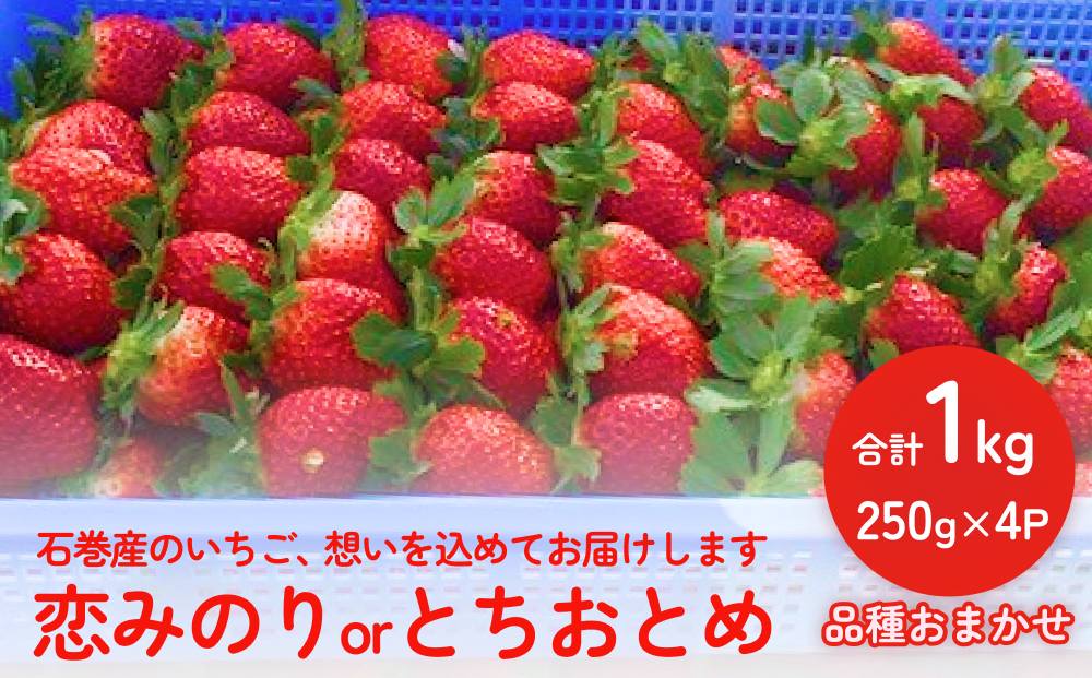 【2025年1月中旬より発送開始】いちご（恋みのり・とちおとめ）250g×4パック 冷蔵 苺 イチゴ フルーツ 果物 ストロベリー