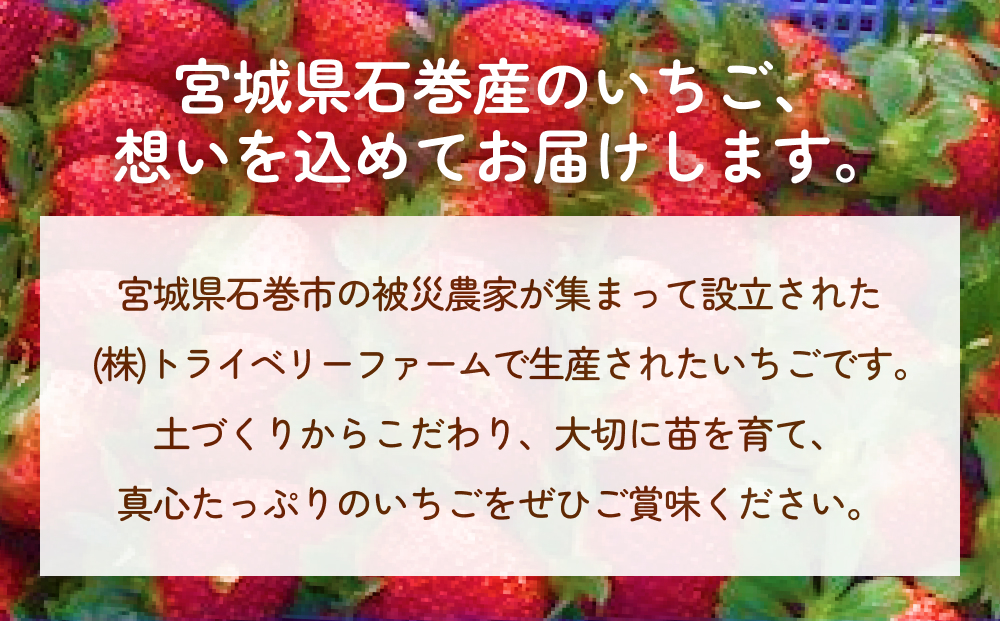 【2025年1月中旬より発送開始】いちご（恋みのり・とちおとめ）250g×4パック 冷蔵 苺 イチゴ フルーツ 果物 ストロベリー