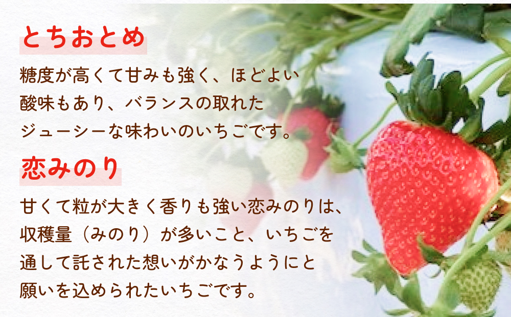 【2025年1月中旬より発送開始】いちご（恋みのり・とちおとめ）250g×4パック 冷蔵 苺 イチゴ フルーツ 果物 ストロベリー