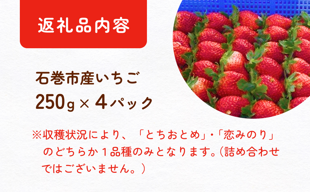 【2025年1月中旬より発送開始】いちご（恋みのり・とちおとめ）250g×4パック 冷蔵 苺 イチゴ フルーツ 果物 ストロベリー