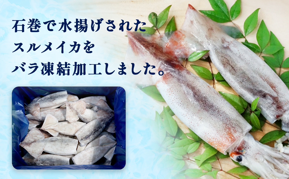 石巻市産スルメイカツボ抜き2kg 冷凍 国産 スルメイカ いか イカ  おつまみ 魚介類 焼イカ バーベキュー BBQ 烏賊 炒め物 フライ 唐揚げ